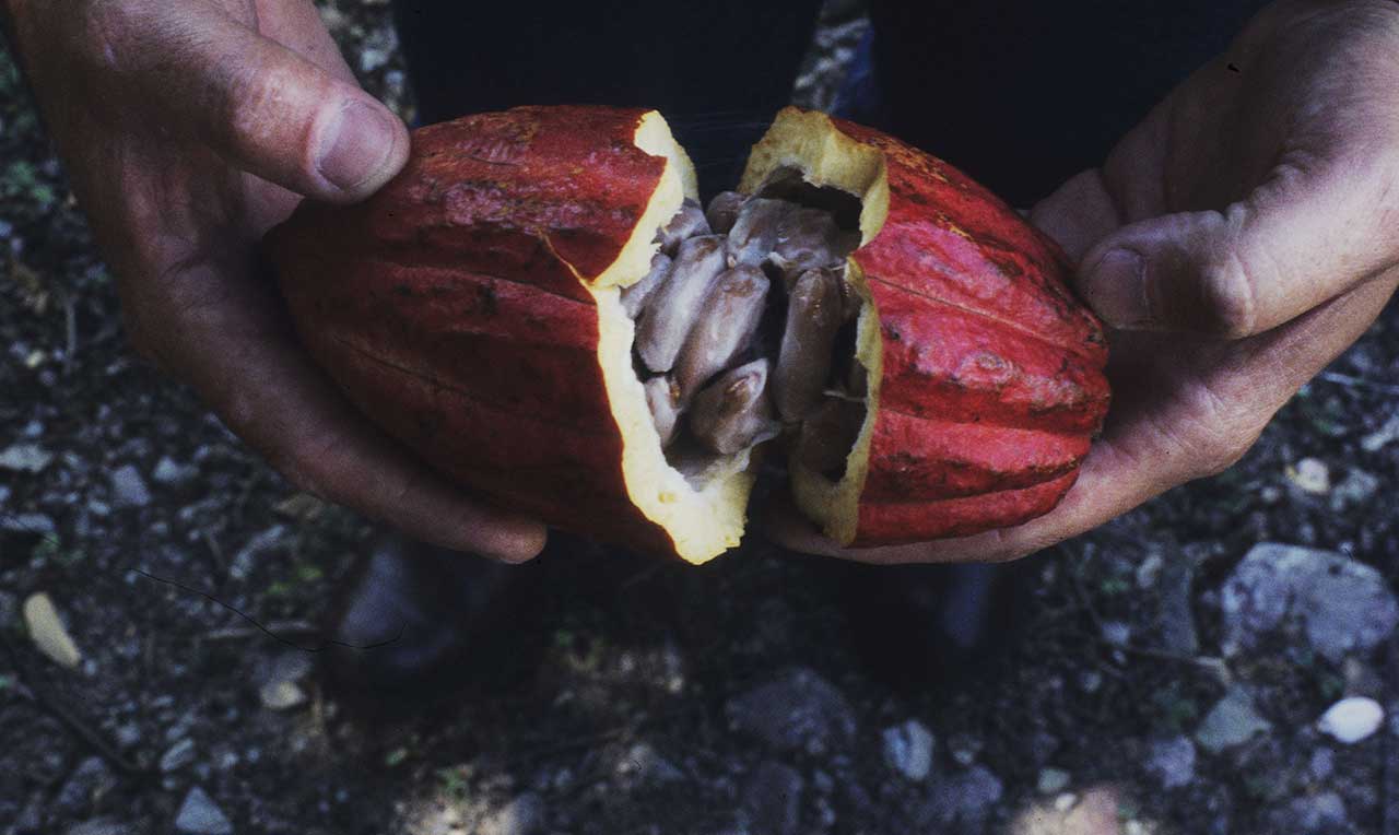 Cabosse di cacao Criollo
