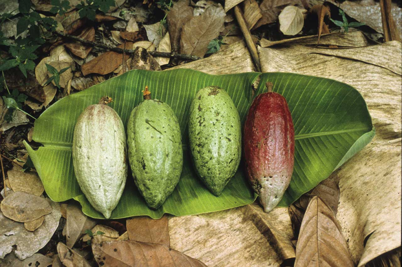 Cabosse di cacao Porcelana